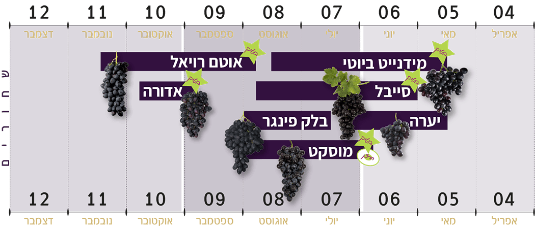 ענבים שחורים